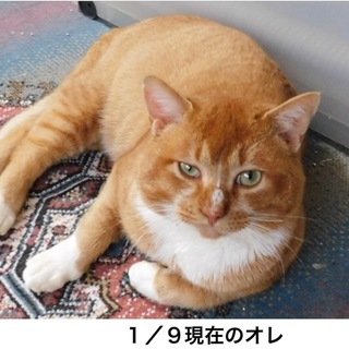 ヘソ天癒し系の茶三郎くん