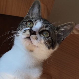 甘えん坊の膝のりセゾンくん…5ヶ月