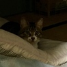 の写真