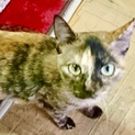 綺麗なマーブル模様のサビ猫1歳女の子