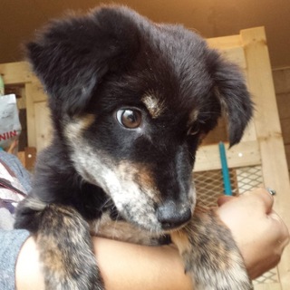 里親募集！琉球犬MIX男の子！宮古島で保護！