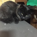 少しだけビビりな長毛の黒猫さんナイト君