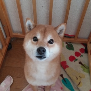 可愛い柴犬です お願いします 大阪府 犬の里親募集 ペットのおうち 月間利用者150万人