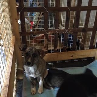 里親募集！琉球犬MIX！宮古島で保護！