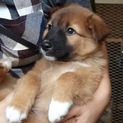 里親募集！靴下を履いたMIX子犬！宮古島で保護