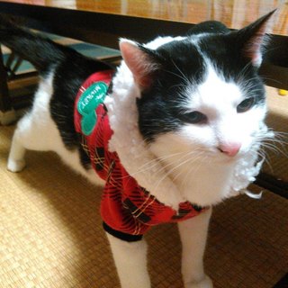 室内で保護中の猫です。検査済みです。