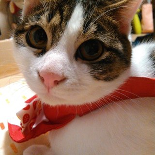 新しい家族に引き取られました