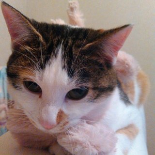 優しい方に引き取られました( ^-^)ノ