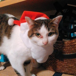 室内で保護していた猫です