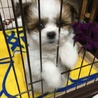 たかぷー