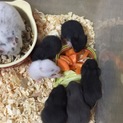 クロクマハムスター ベビー里親決定