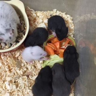 クロクマハムスター ベビー里親決定