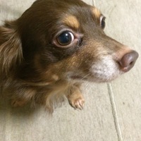 チャロ
