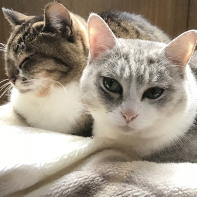 まさっちーズのカバー写真