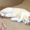 の写真