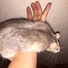 腕にのっけてます