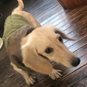 交渉中