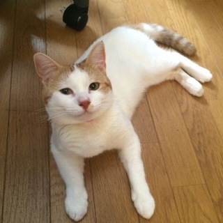 のんびりやルンちゃん