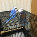 セキセイインコ里親募集します