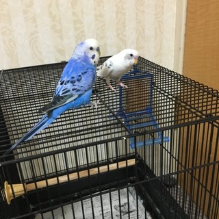 セキセイインコ里親募集します