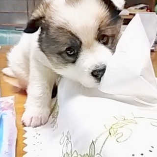 里親さま決まりました☆