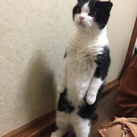 こてつ♡