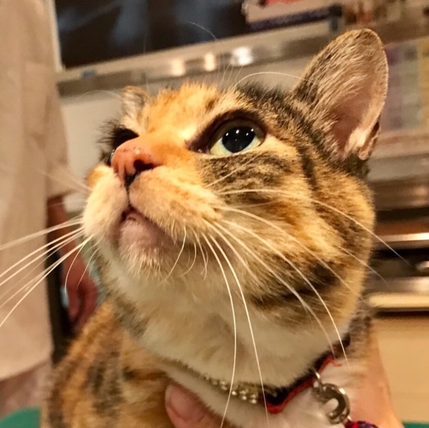 なつこい三毛猫、由美ちゃ...」兵庫県 - 猫の里親募集(194949) 1枚目の 