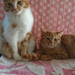 大人の猫の譲渡会❤️