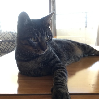 トライアル中美猫のみちくん