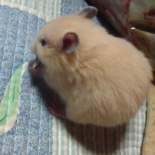 キンクマハムスターのオスの子ハム１匹の里親様募集