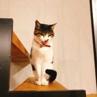ヌピ