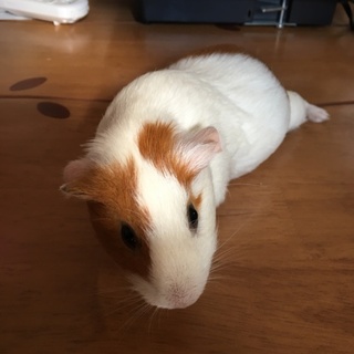 モルモット 里親募集 (メス)