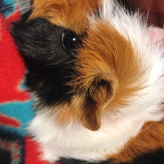 モルモット♀の里親様を探しております。