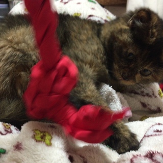 約３ヶ月の大人しくて人懐っこい子猫です！