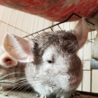 チンチラ里親募集