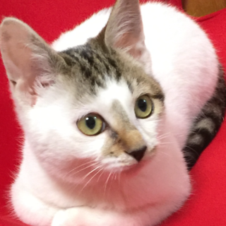 人懐っこい推定3ヶ月の女の子です！