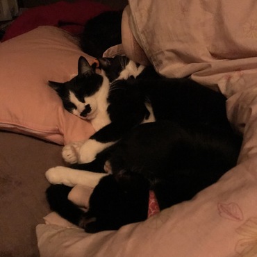 手前（赤い首輪）霞：朧：斑：私（＾＾；　　弾き出されて寝ています（笑；）