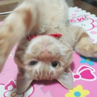 こはく