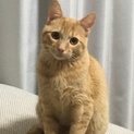 犬のような性格の猫ちゃんです