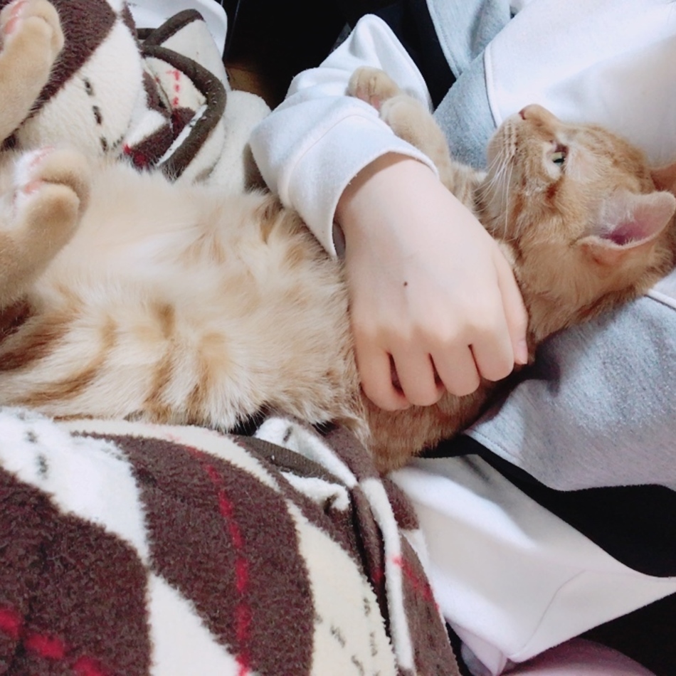 こはくのカバー写真