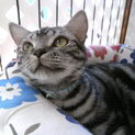 アメリカンショートヘアーのマルちゃん★男の子★1歳