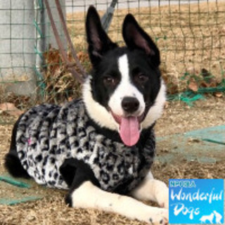 「Sio（シオ）」♂