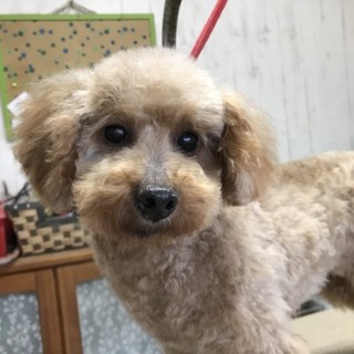 6才の女の子。。