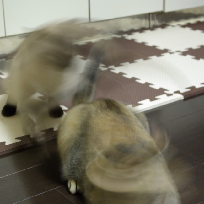 ふかし芋のカバー写真