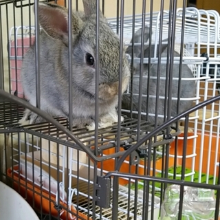 ☆11/23産 ネザーの赤ちゃん☆里親募集 