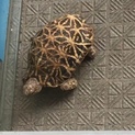 インドホシガメ 里親募集中！