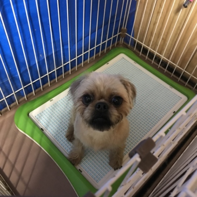 チュロフのカバー写真