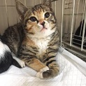 子猫の里親募集中！！千尋ちゃん♪