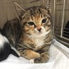 子猫の里親募集中！！千尋ちゃん♪ サムネイル2