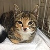 子猫の里親募集中！！千尋ちゃん♪ サムネイル3